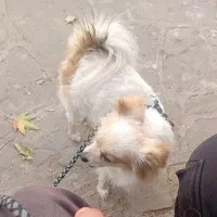 سگ نژاد پامر روباهی گمشده