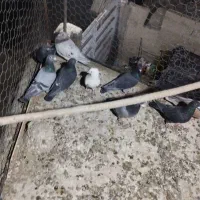 کبوتر پلاکی آلمانی تهرانی|پرنده|هشتگرد, تهران دشت|دیوار