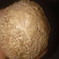 سنگ قیمتی|کلکسیون اشیاء عتیقه|نورآباد, |دیوار