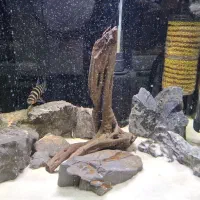 آکواریوم با کلیه تجهیزات|ماهی|ارومیه, |دیوار