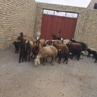 ۱۴‌راس‌شیشک‌بره‌داره‌شکم‌اول‌وشکم‌دو‌درجه‌یک