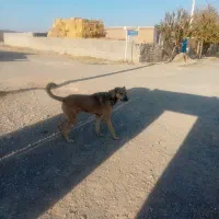 سگ یک سال نیم نترس