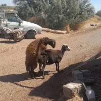 فروش بره همونر