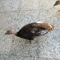 فروش جوجه بوقلمون