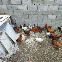 نیمچه مرغ