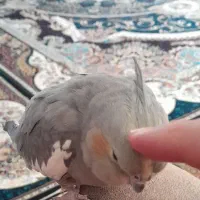 یه جفت عروس هلندی|پرنده|جرقویه, |دیوار