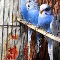 مرغ عشق انگلیسی|پرنده|اسلام‌شهر, باغ فیض|دیوار