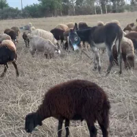 خر گله ایی ابستن