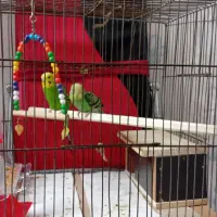 مرغ عشق|پرنده|تبریز, |دیوار