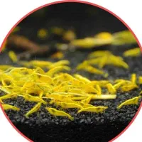 میگو یلو گلدن لاین زرد بهترین تمیز کننده
