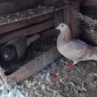 فروش دوجفت کفتر