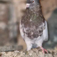 کبوتر کله طوقی|پرنده|سمنان, |دیوار