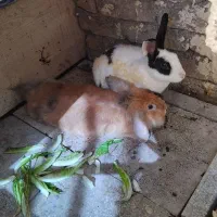 خرگوش