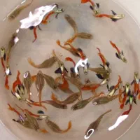 گوپی شارژ شد