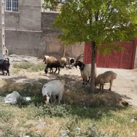 سلام دوستان نر بز جلو کش درشت به ضمانت فروشی|حیوانات مزرعه|قوچان, |دیوار