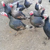 فروش بو قلمون (قه ل)|حیوانات مزرعه|اشنویه, |دیوار