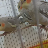 فروش سه عدد جوجه عروس هلندی دوماه|پرنده|سیرجان, |دیوار