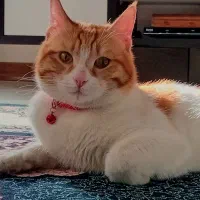 گربه نژاد DSH|گربه|شاهینشهر, شهرک گلدیس|دیوار