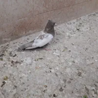 کفتر|پرنده|شیراز, کفترک|دیوار
