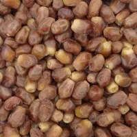 فروش خرمای زاهدی