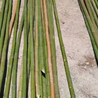 چوب پرچم،بامبو