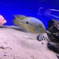 نیکاراگوئنسیس|ماهی|کرج, شاهین‌ویلا|دیوار