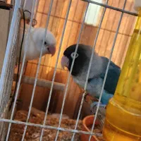 کوتوله برزیلی