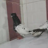 کبوتر|پرنده|شوش, |دیوار