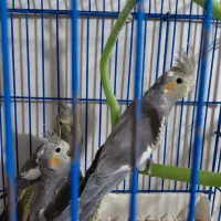 عروس هلندی وحشی ،دستی وجفت