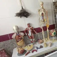 مولاژ ماکت بدن انسان