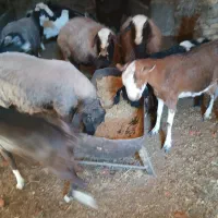 بز وکره|حیوانات مزرعه|تفت, |دیوار