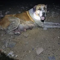 ماده آلابای