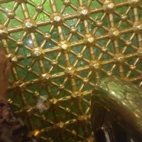 مقداری مدارک شناسنامه کارت ملی به نام صفرپورگمشده