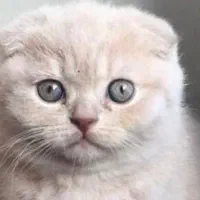 بچه گربه نر ۱۲ت