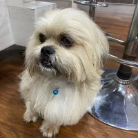 سگ شیتزو تریر گمشده