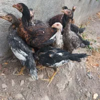 ۱۰عددخروس لا ی سالم وسرحال به شرط فوری