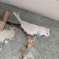 دمبی ماده|پرنده|مرودشت, استادیوم‎|دیوار