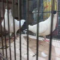 یک جفت کبوتر رنگی