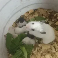 همستر با بچه دونه ای ۱۰۰ میفته همه با هم