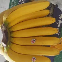 پخش موز ساری