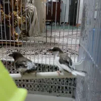 فنچ بنگال