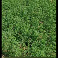 یونجه. ( علف پاک )