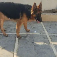 سگ ژرمن یک ساله نر|سگ|چمستان, |دیوار