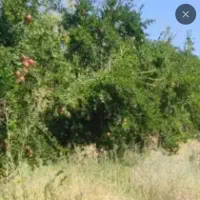 دو-قطعه-زمین-کشاورزی
