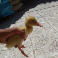 اردک