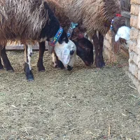 کاوربره ماده افشاری پلنگی میش قوچ بز