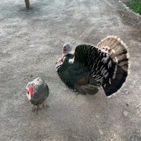 بوقلمون نر و ماده|حیوانات مزرعه|تهران, خلازیر|دیوار