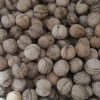 گردو هارا می خواهیم ارزون بفروشیم