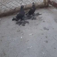 حیوانها نقش هستن