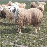 توجه  ** توجه ** گوسفند  خونی وزنده